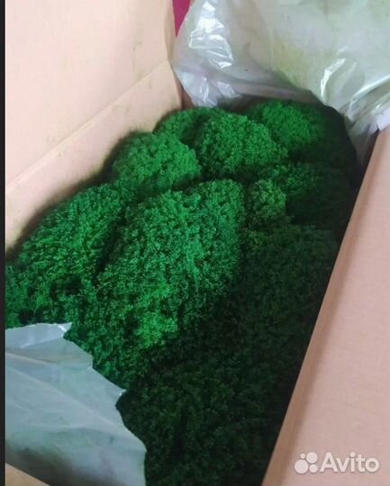 Стабилизированный мох ягель кочками