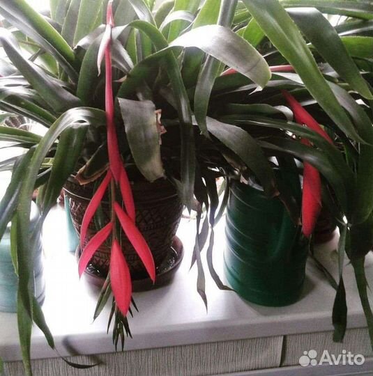 Бильбергия поникающая