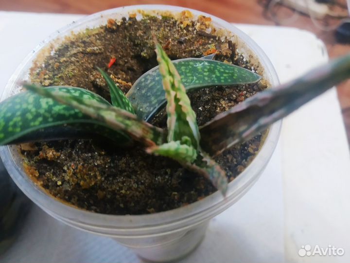 Алоэ Сноуфлейк рауха