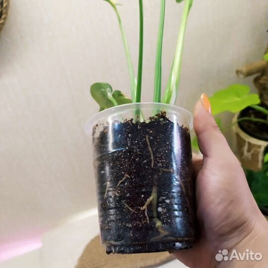 Монстера тайское созвездие