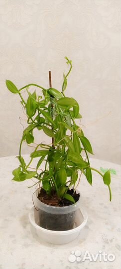 Орхидея ванилька вариегатная