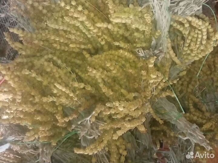 Лимонник-татар чай