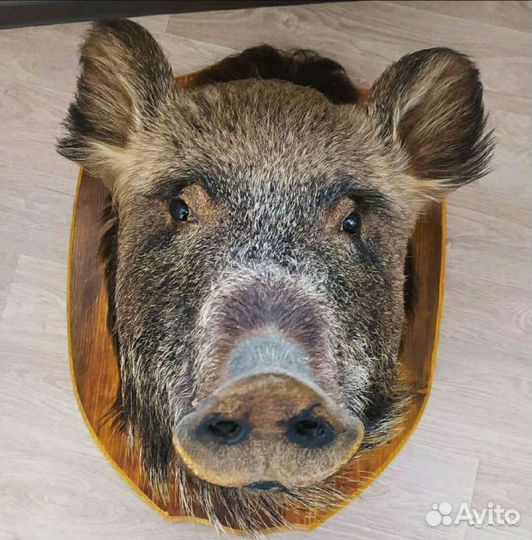 Чучело кабана