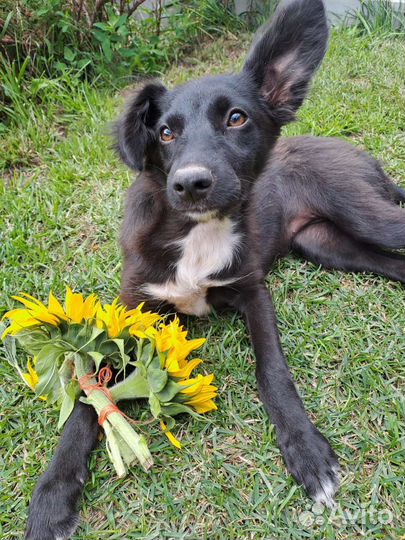 Собака в добрые руки щенок