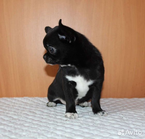 Щенки чихуахуа дш и гш