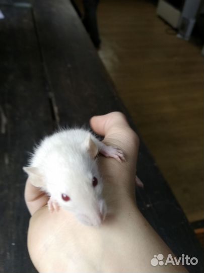 Крысы Дамбо милые, активные, ручные, есть клетки