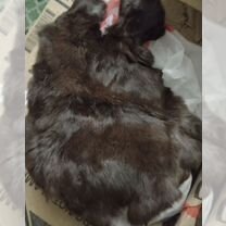 Шкурки животных