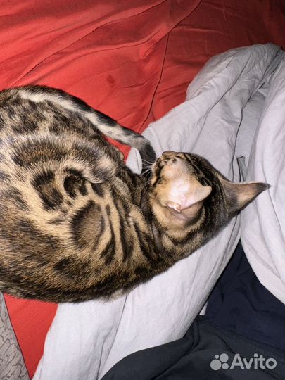 Бенгальский котенок мальчик
