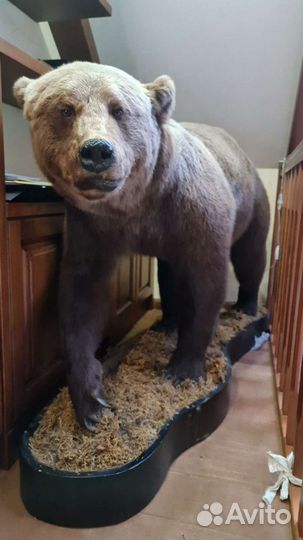 Чучело медведя (имитация)