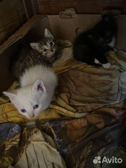 Котята в добрые руки даром