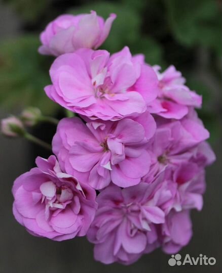 Сортовые пеларгонии