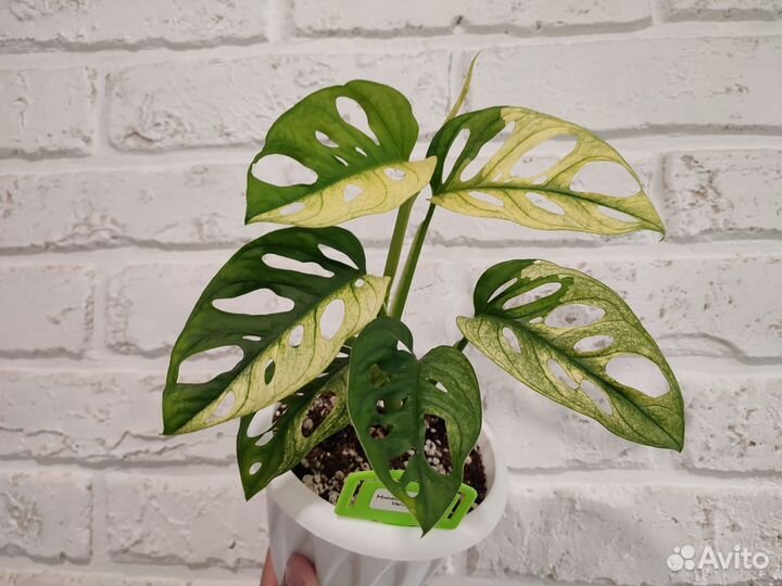 Монстера адансона вариегатная