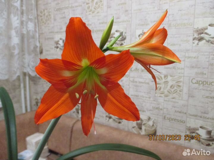 Амариллисы