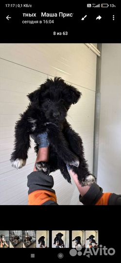 Щенки от маленькой собачки бесплатно