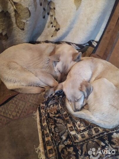 Собака в добрые руки отдам бесплатно