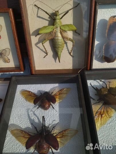 Большие насекомые в рамке стекле