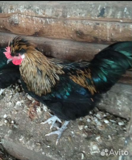 Яйца на инкубацию и петухи