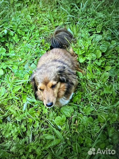 Потерялась собака