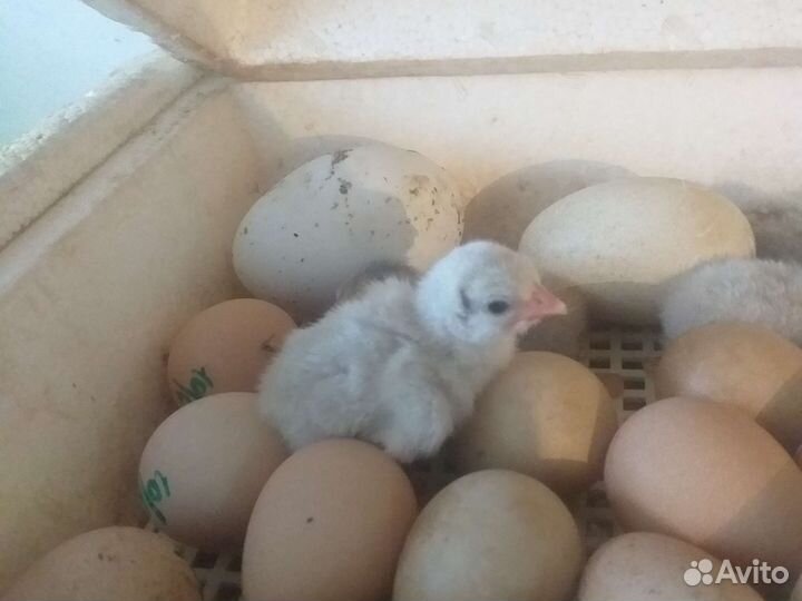 Цесарята,цесарки