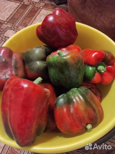 Перец болгарский