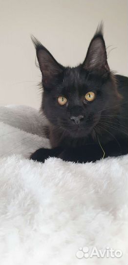 Черная пантера