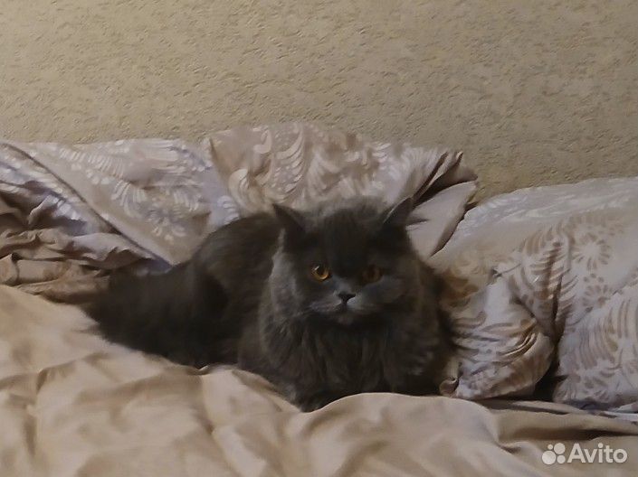 Шотландская кошка в добрые руки