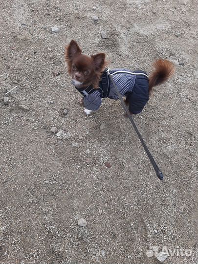 Ищем жениха