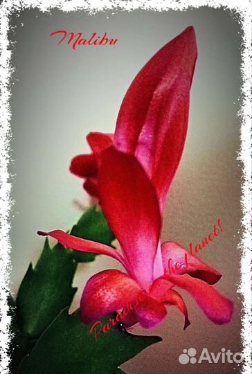 Шлюмбергеры 2