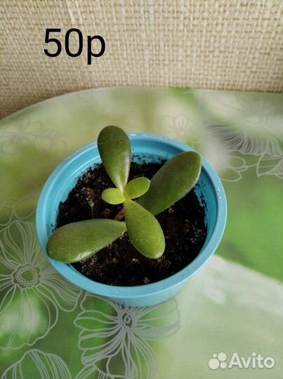 Комнатные цветы