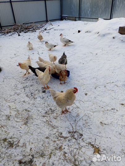 Молодые петухи