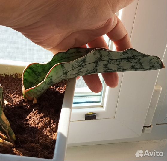 Сансевиерия сортовая 3