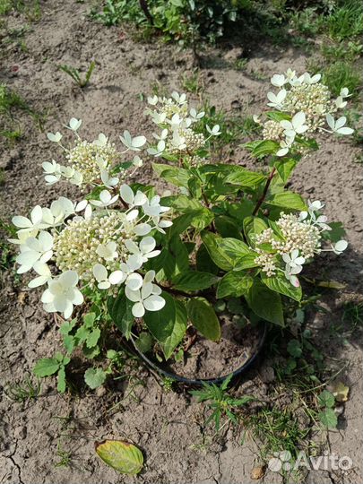 Гортензия метельчатая Пастель грин