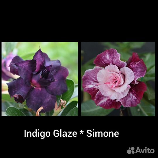 Адениум обесум (тучный)