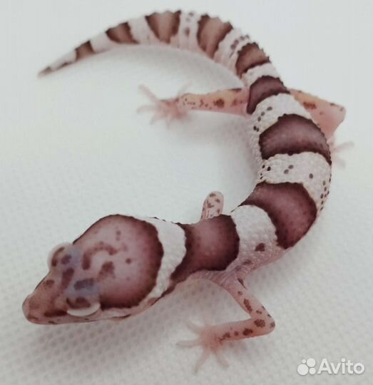 Эублефар Bell Albino