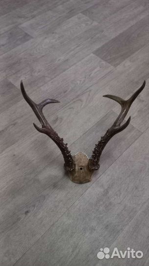 Продам рога оленя