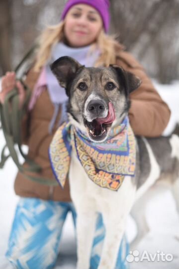 Его предали хозяева и сдали в приют