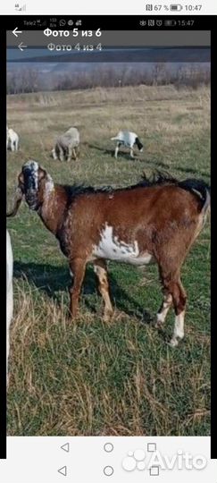 Породистые, молодые, молочные козы