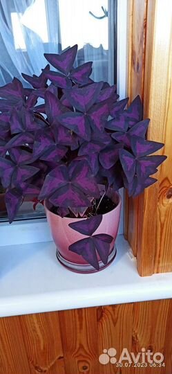 Декабрист, Кислица, колизия