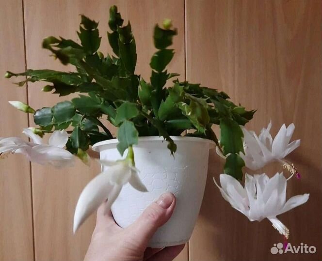 Цветок декабрист