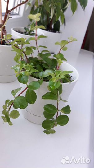 Пеперомия ротундифолия