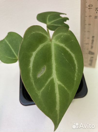 Антуриумы сортовые