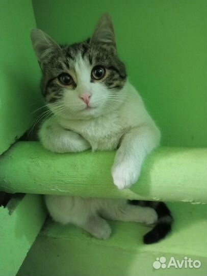 Котик Куэя