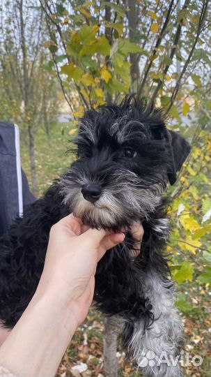 Цвергшнауцер щенки