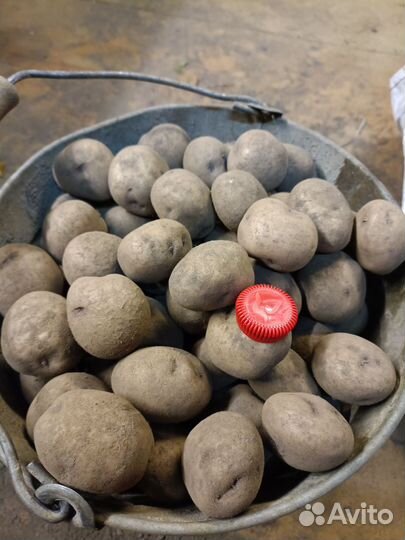 Семенной картофель синеглазка