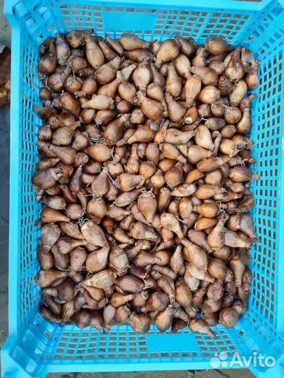 Луковицы нарциссов