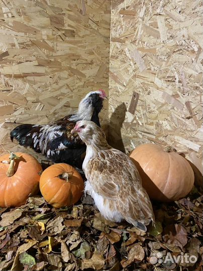 Инкубационное яйцо фавероль