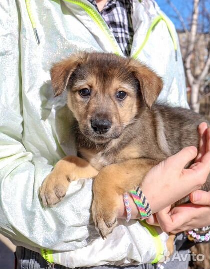Щенок в добрые руки