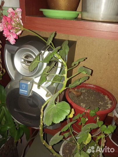 Домашние цветы