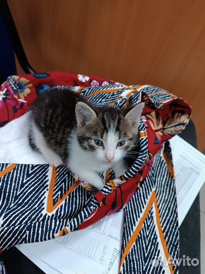 Кошка в дар бесплатно
