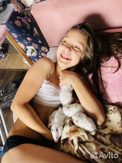 Трогательные хомяки Прокат хомячков